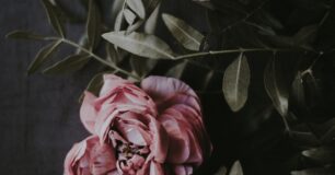 Rosa ros med gröna blad